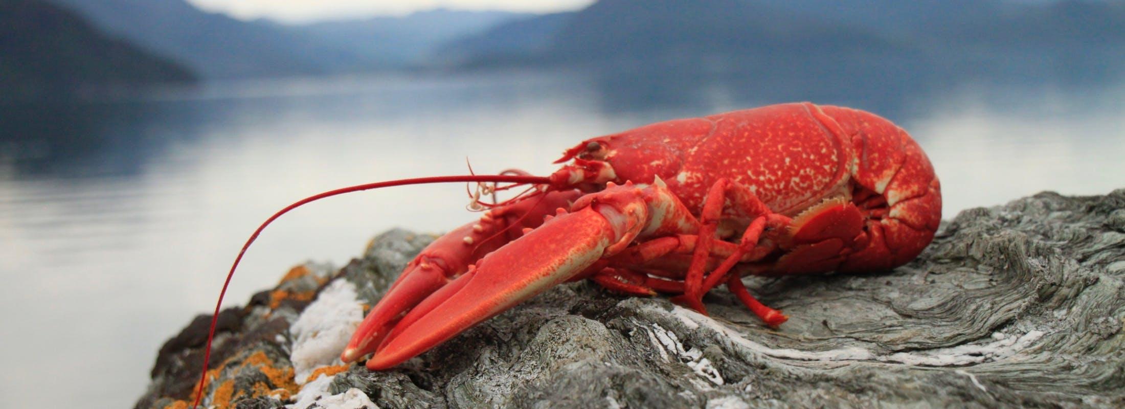 Red Lobster grows advisory roster as unlimited shrimp offering bites back