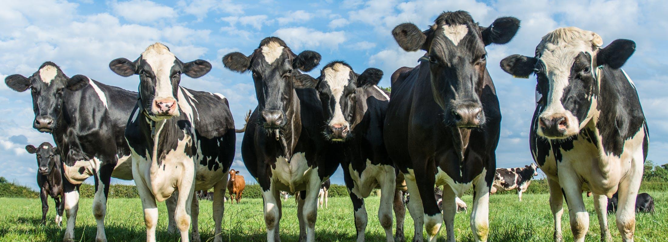 Bullish signal? Cow securitisation steps forward
